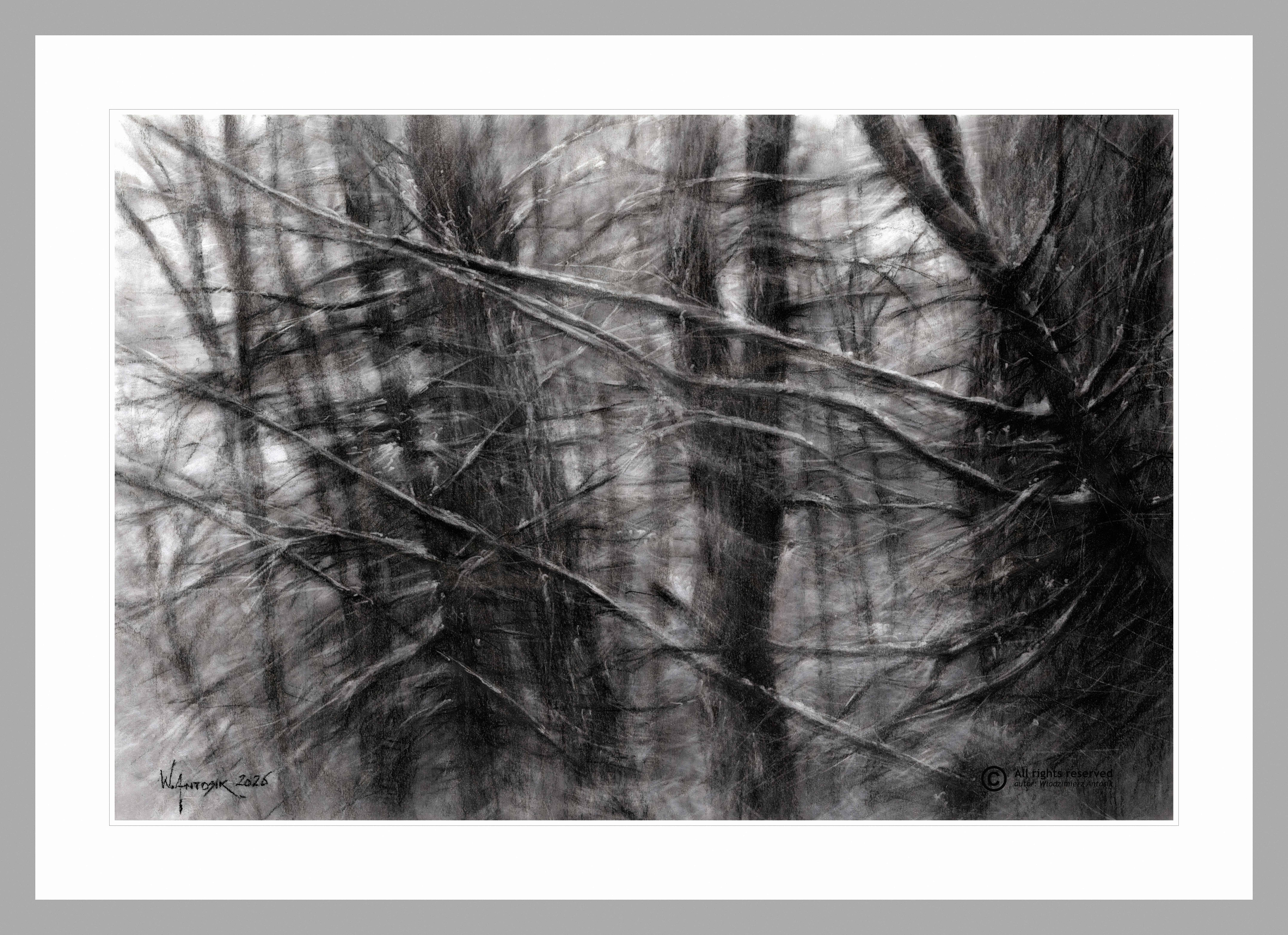 Rysunek węglem na papierze. Las, drzewa.